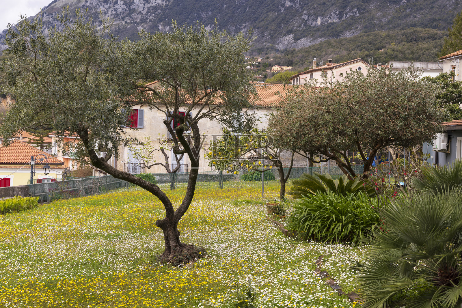 意大利,巴西利卡塔,马拉泰亚。开满花朵的草坪上的橄榄树和柠檬树。照片摄影图片