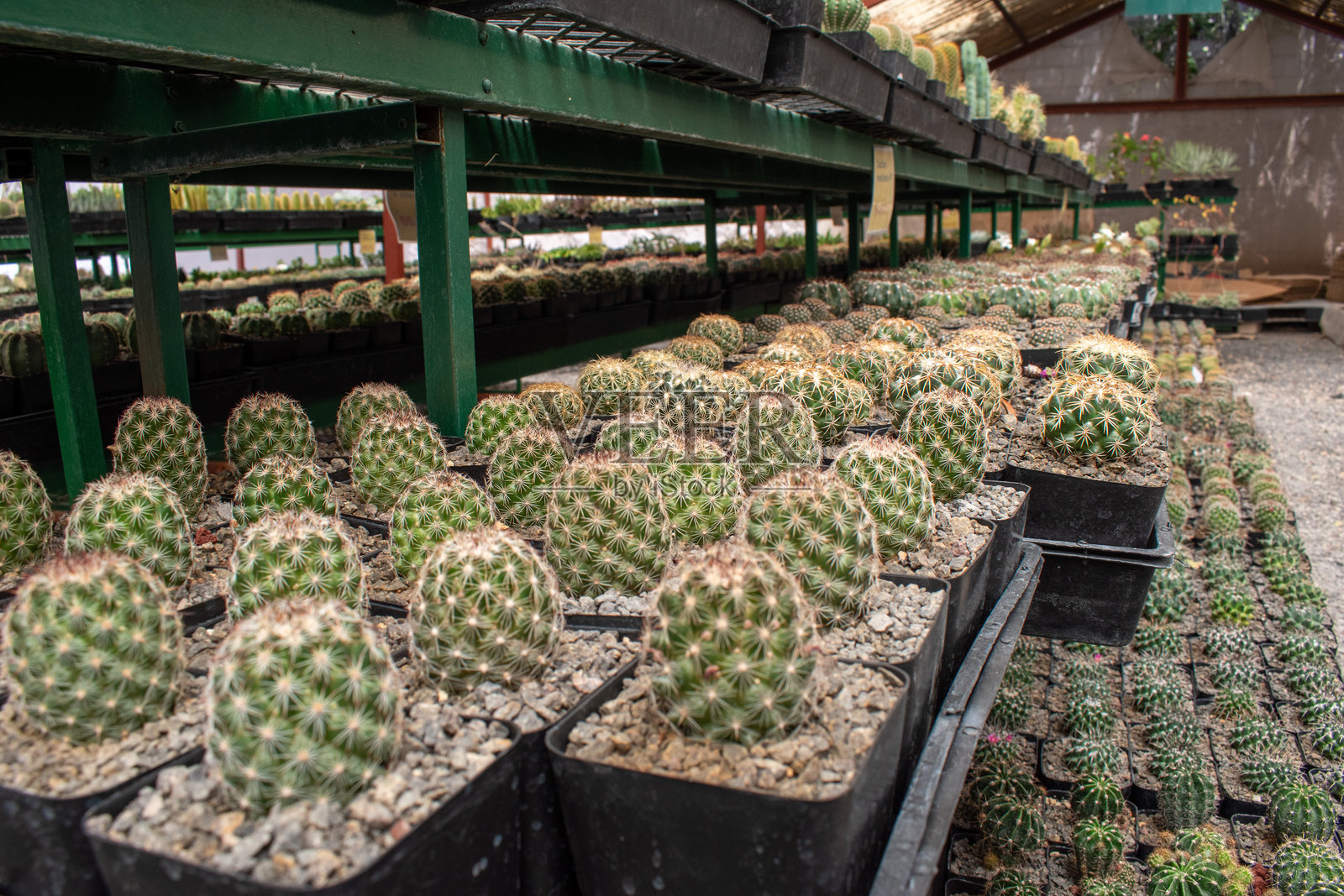 墨西哥哈利斯科州阿希希克附近温室苗圃中的小圆形仙人掌排成行照片摄影图片