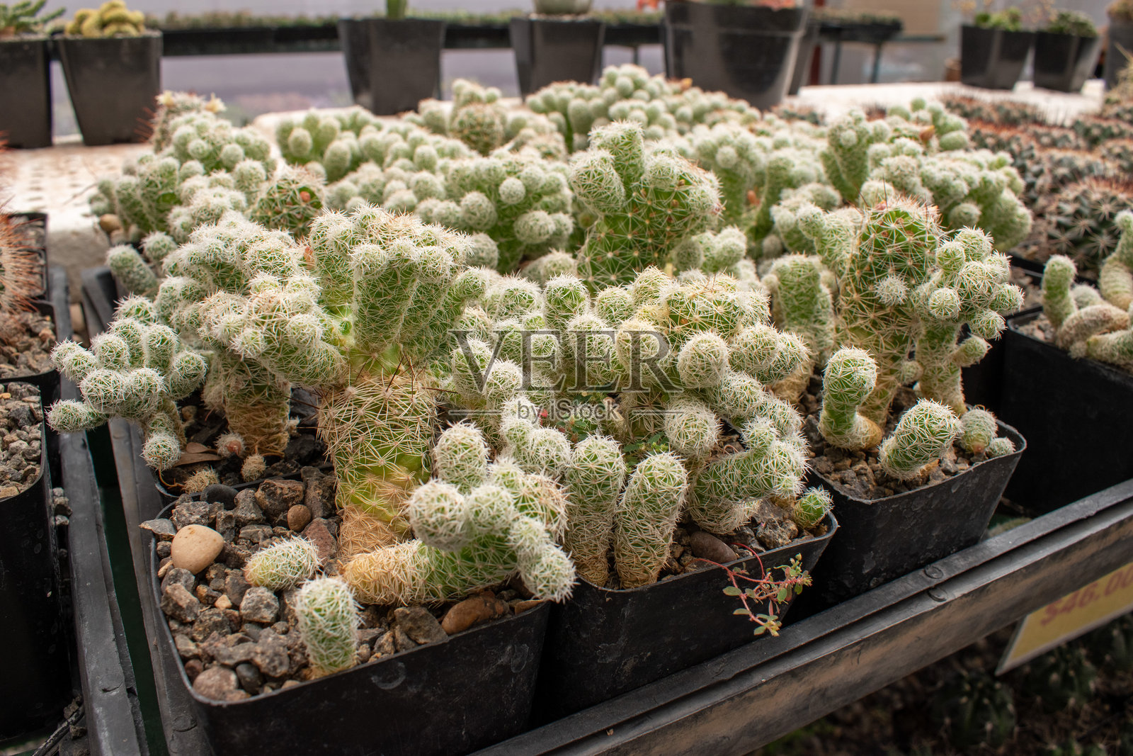 在阿希希克附近的仙人掌苗圃中,模糊的白色仙人掌生长在黑色塑料花盆里照片摄影图片