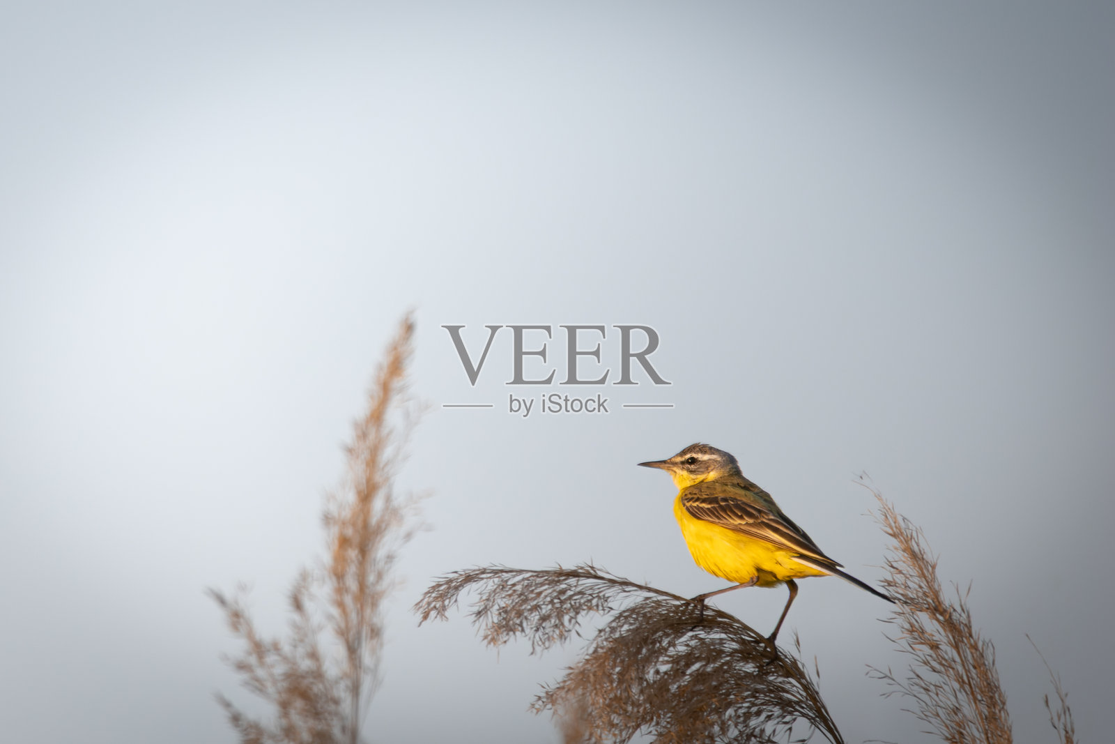 一只西方黄鹡鸰(Motacilla flava)栖息在芦苇丛中。照片摄影图片