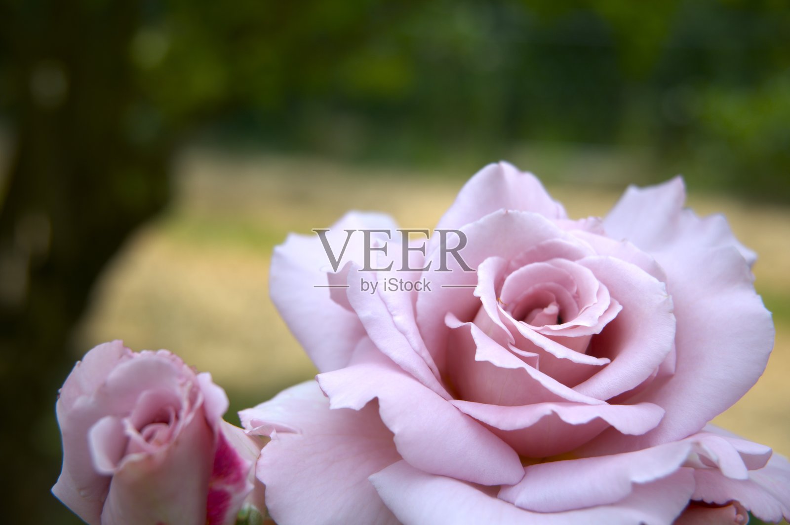 自然中粉色玫瑰花的特写照片摄影图片