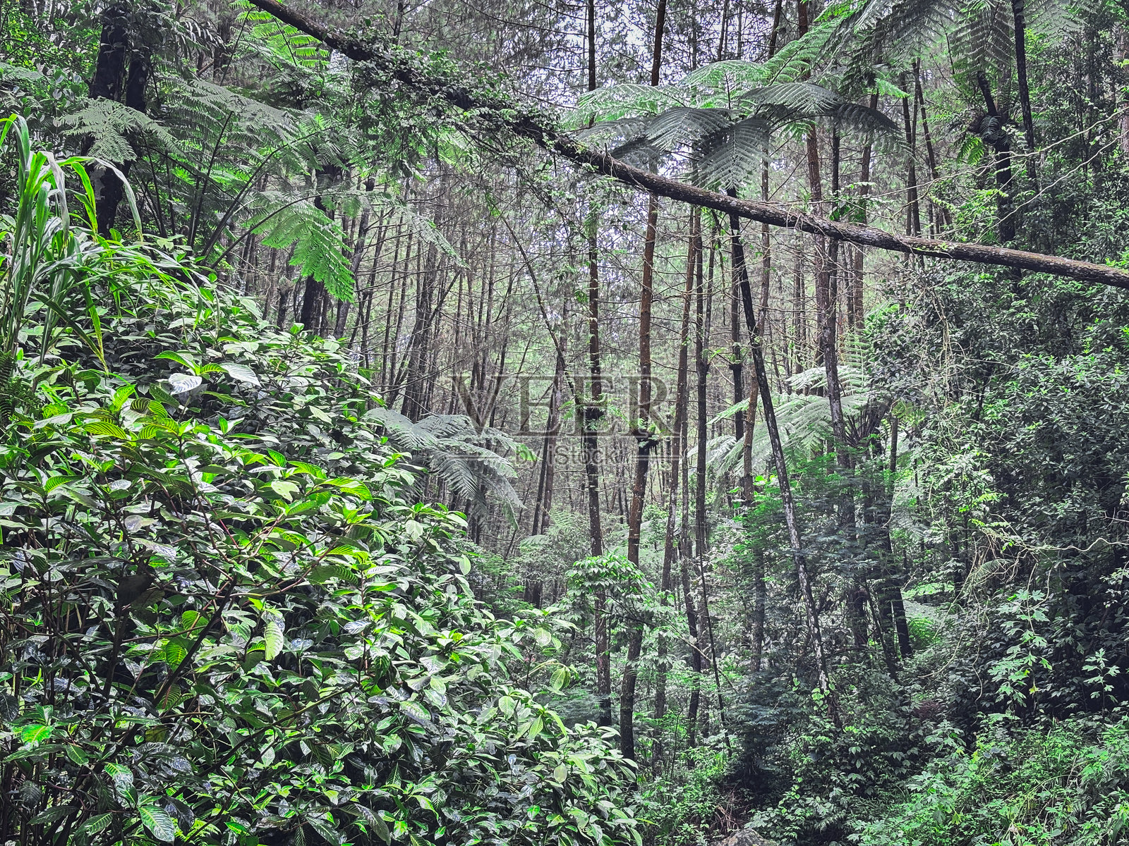 热带瀑布流淌在郁郁葱葱的雨林中照片摄影图片