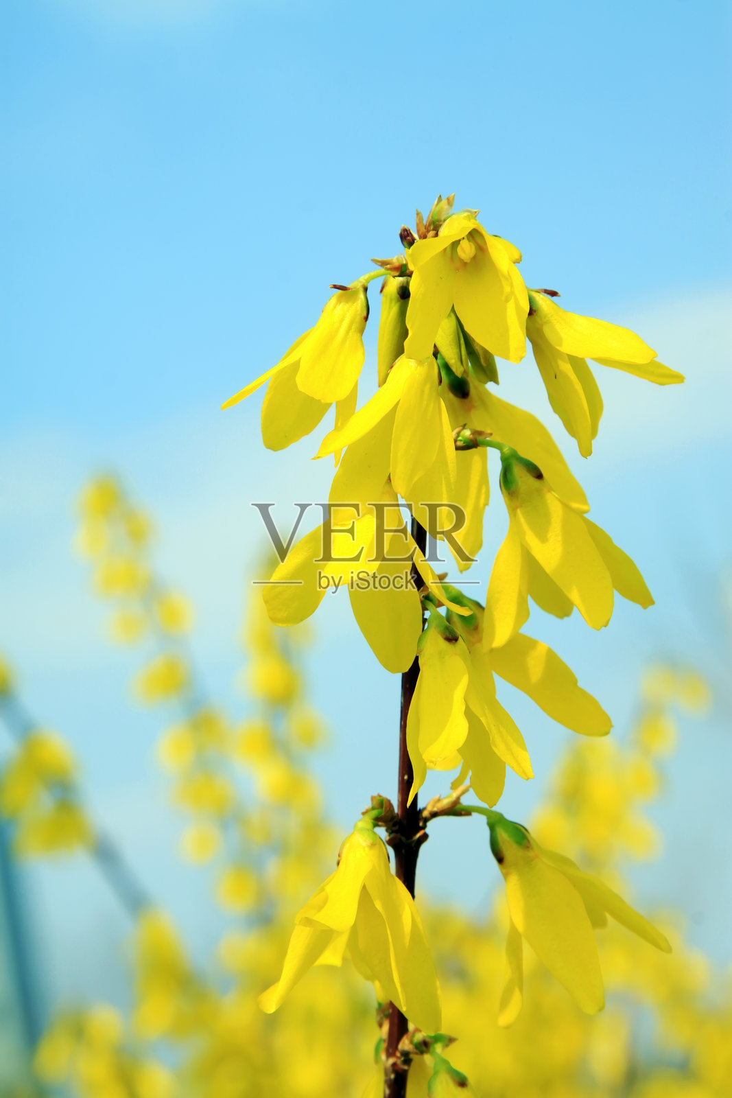 庭院中的连翘花装饰图案照片摄影图片