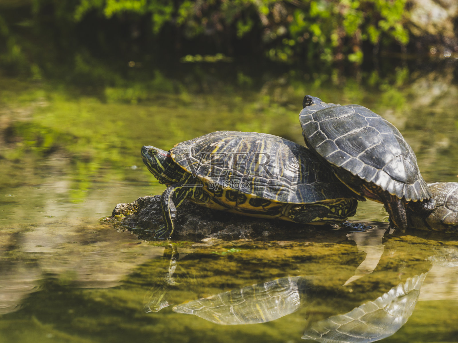湖中的乌龟照片摄影图片