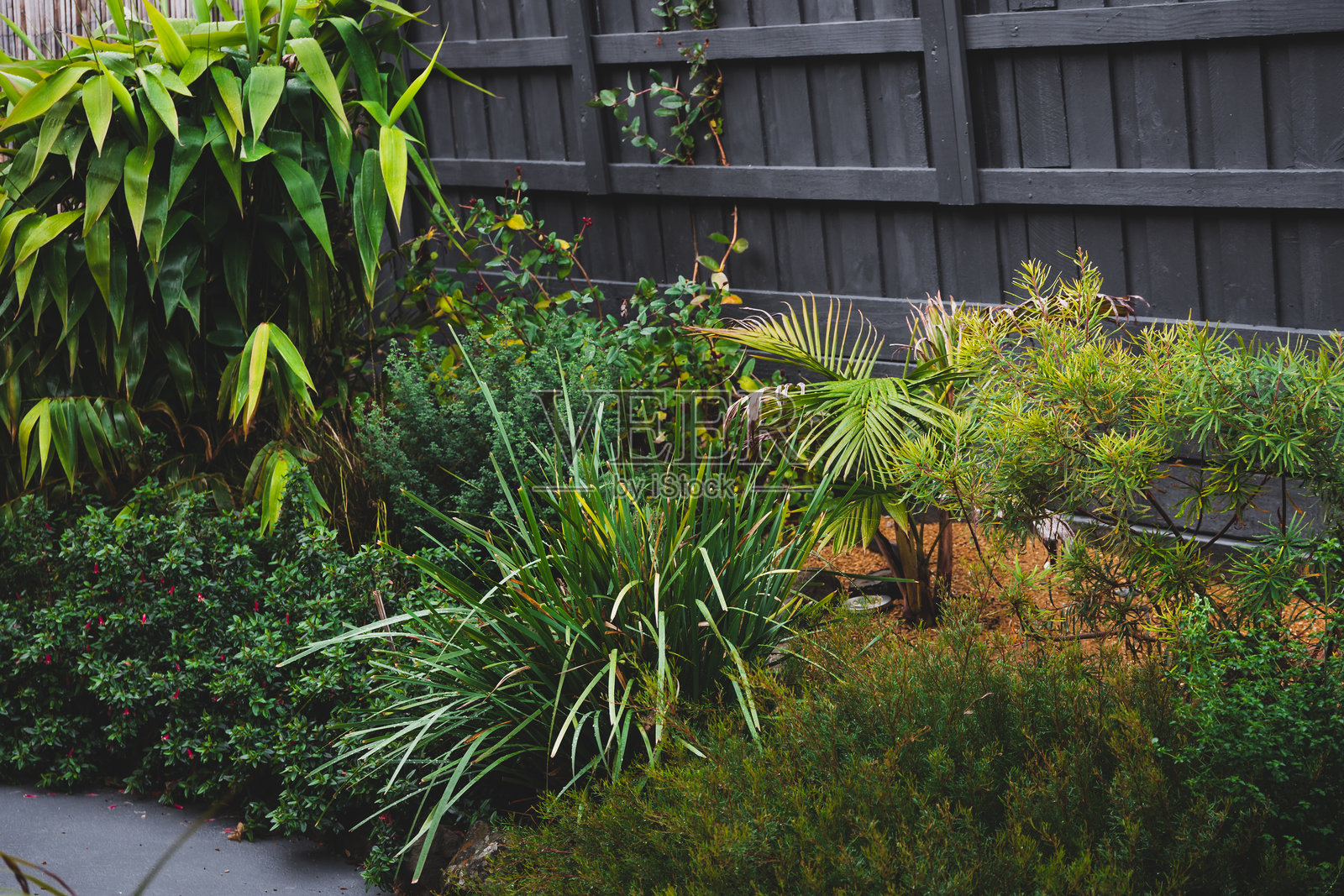 郁郁葱葱的后院花园,种植有澳大利亚本土植物、棕榈树、竹子和亚麻。照片摄影图片
