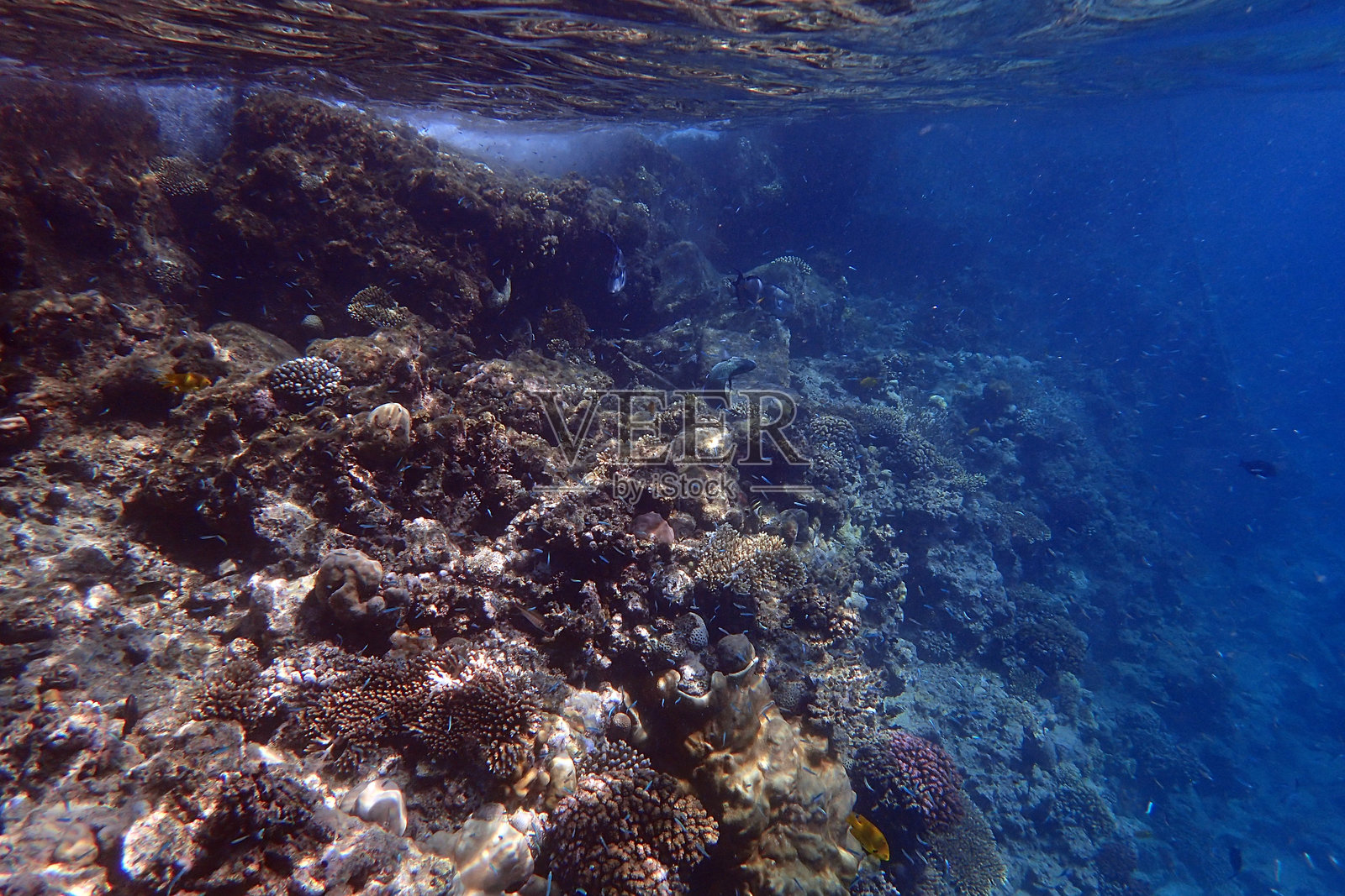 埃及红海的小鱼照片摄影图片