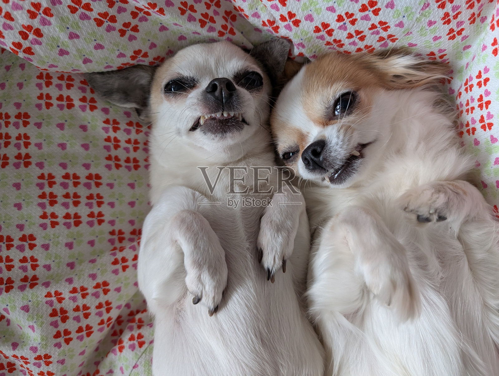 小吉娃娃和她的朋友在休息照片摄影图片