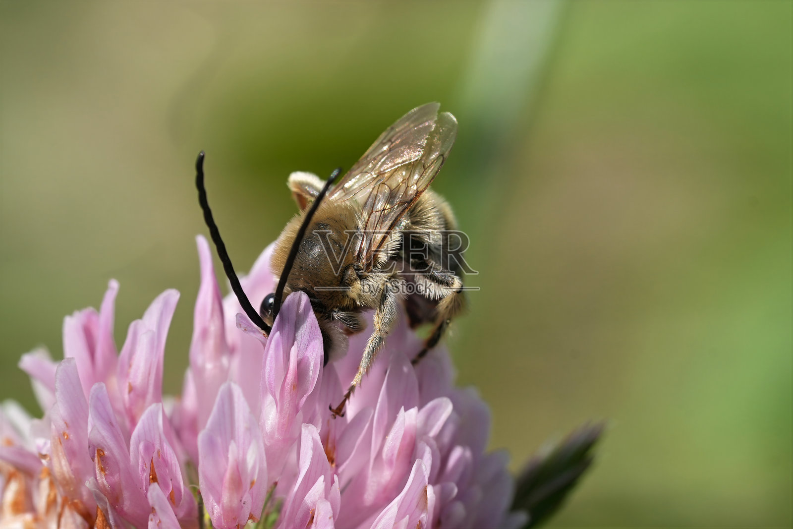 特写一只雄性长角孤蜂(Eucera)在紫色千屈菜花上吸食花蜜照片摄影图片
