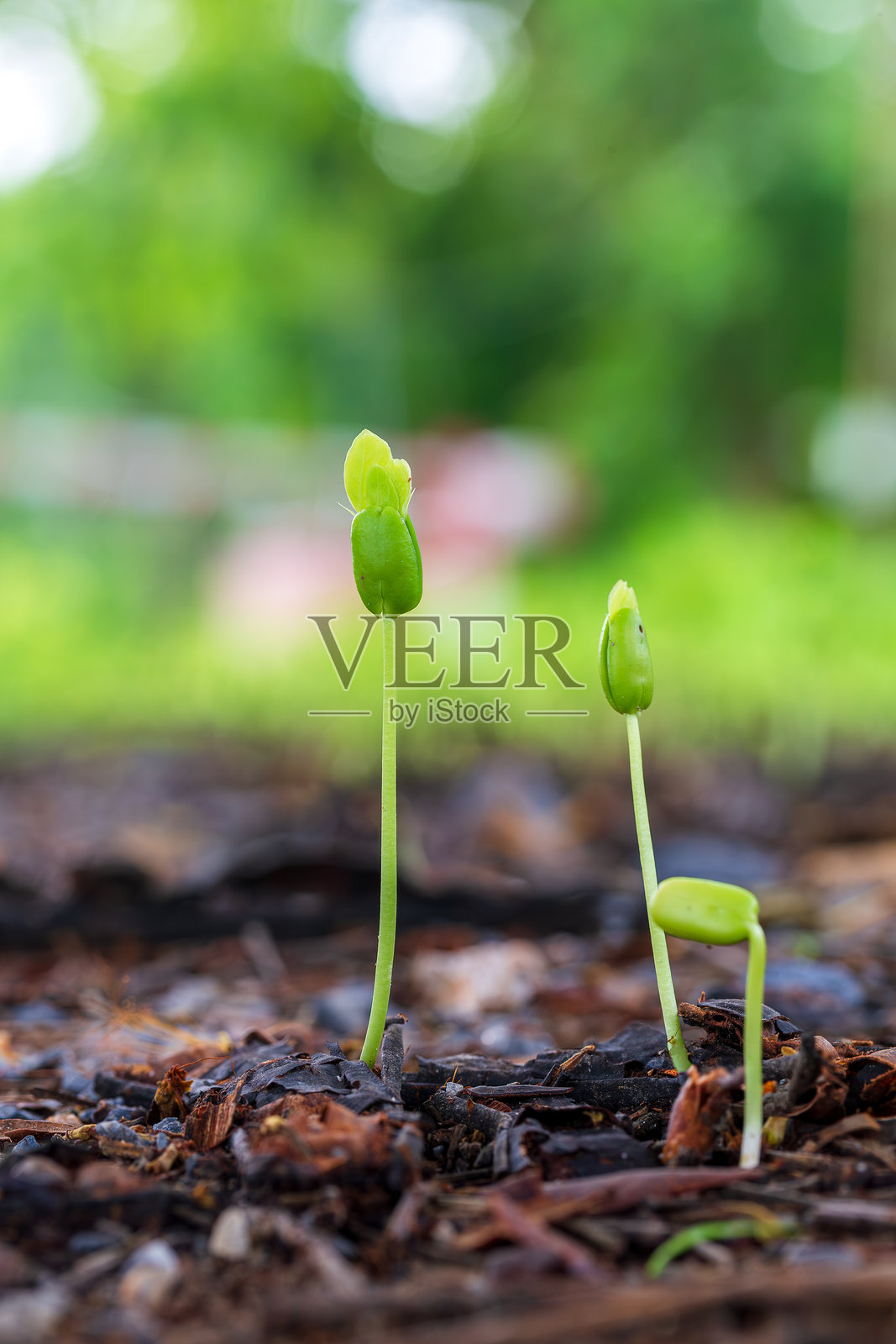 雨季中绿色幼苗的特写,雨中一群绿色芽苗。照片摄影图片