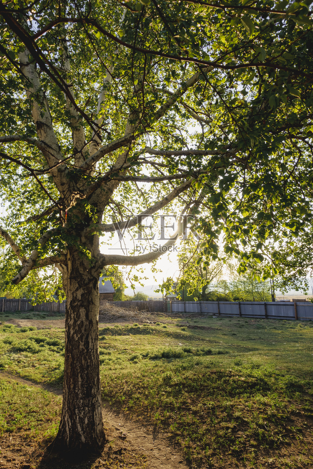 夏季阳光下的桦树照片摄影图片