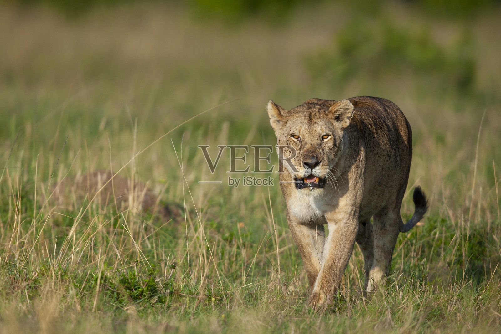 非洲狮母(Panthera leo),马赛马拉,肯尼亚照片摄影图片