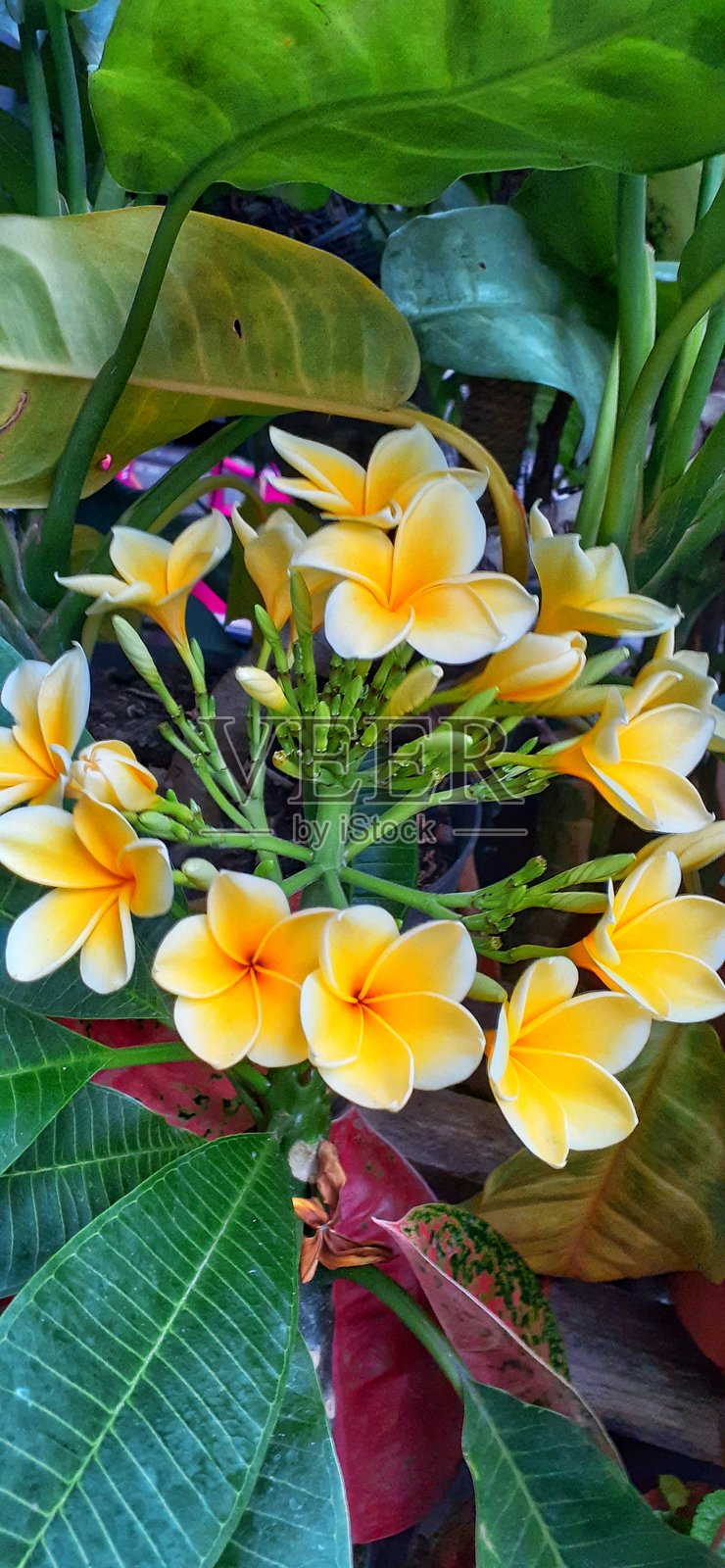 缅栀花盛开照片摄影图片