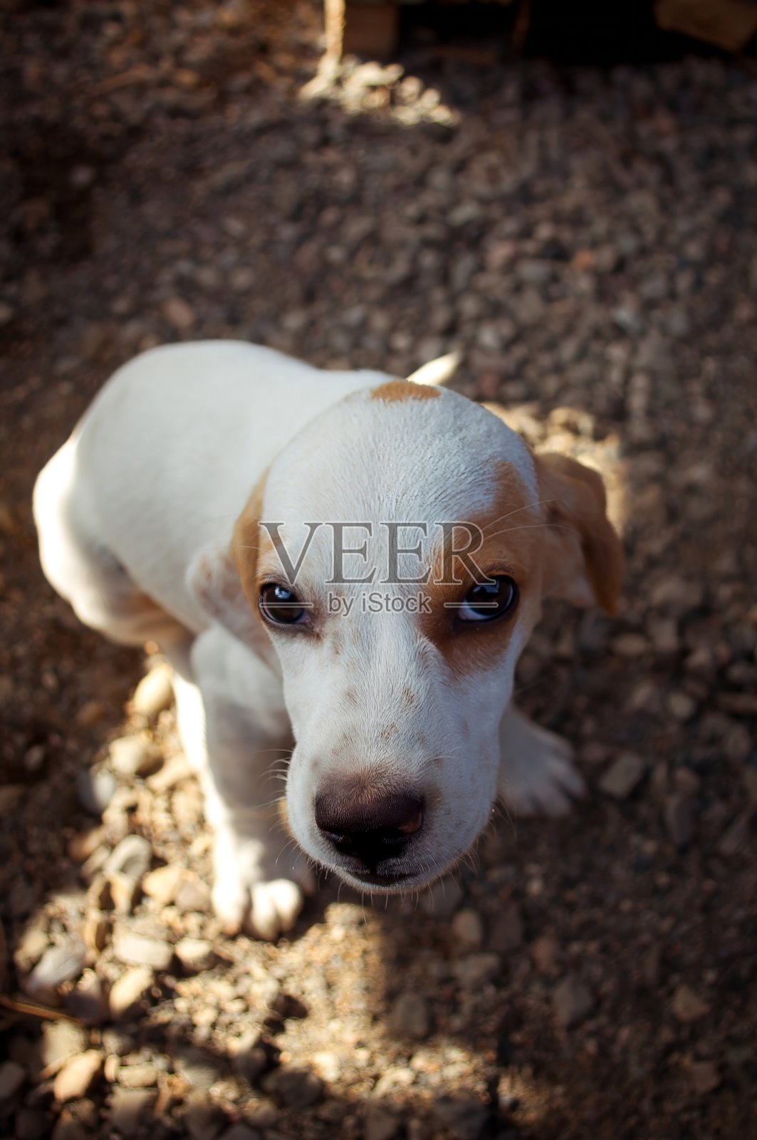 一只好奇的小狗,白色和棕色的毛皮,甜美的眼睛直视着镜头。照片摄影图片
