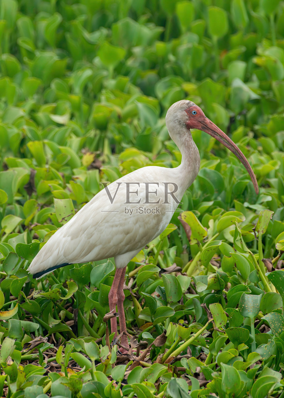 美国白鹮照片摄影图片