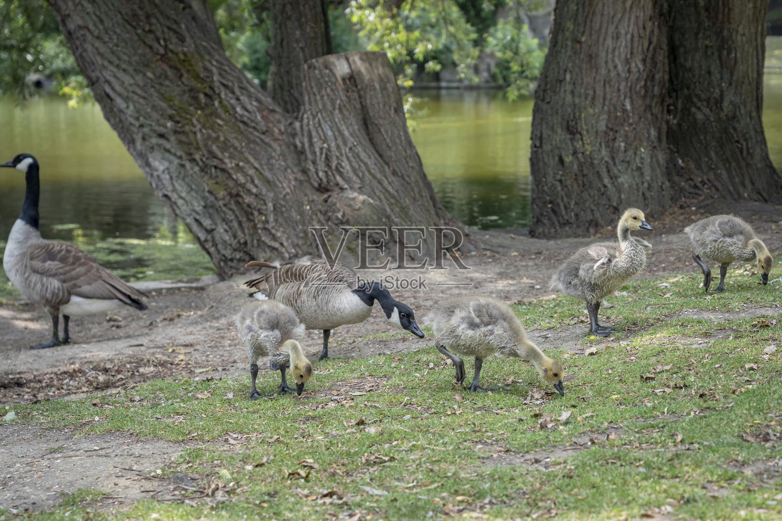 法国巴黎 - 2025年6月9日:肖蒙山公园。一对鹅和它们的小鹅在湖边寻找食物。照片摄影图片