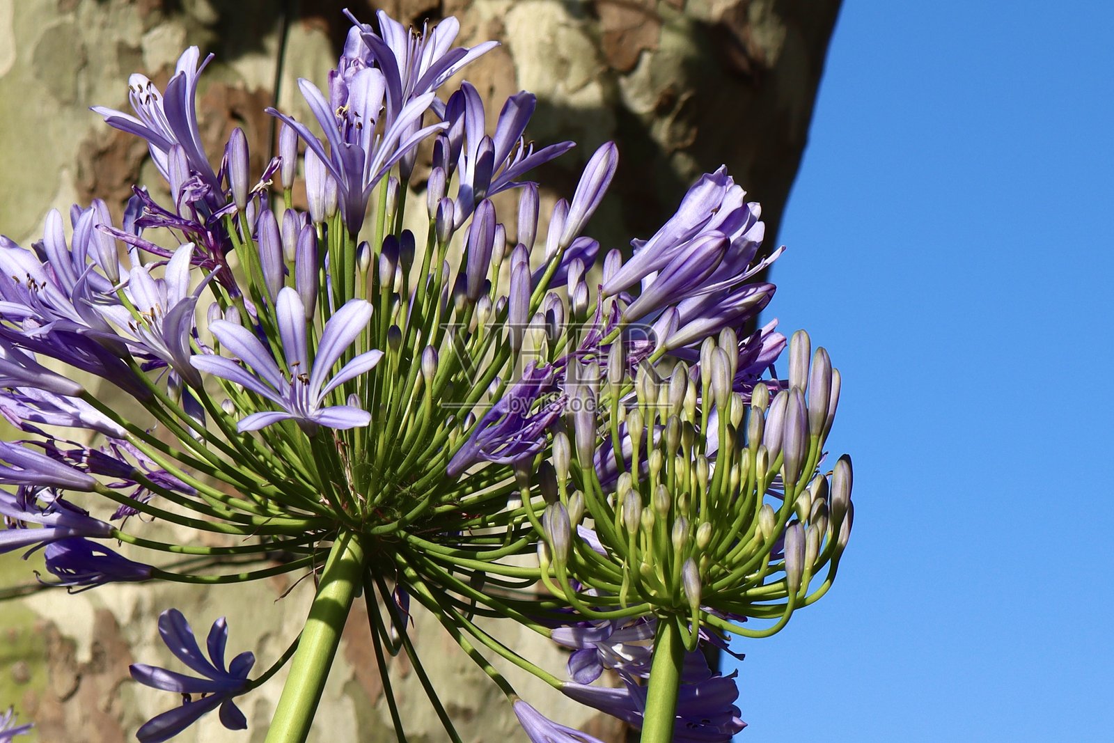 紫色的非洲百合花在蓝色夏日天空的衬托下盛开。照片摄影图片