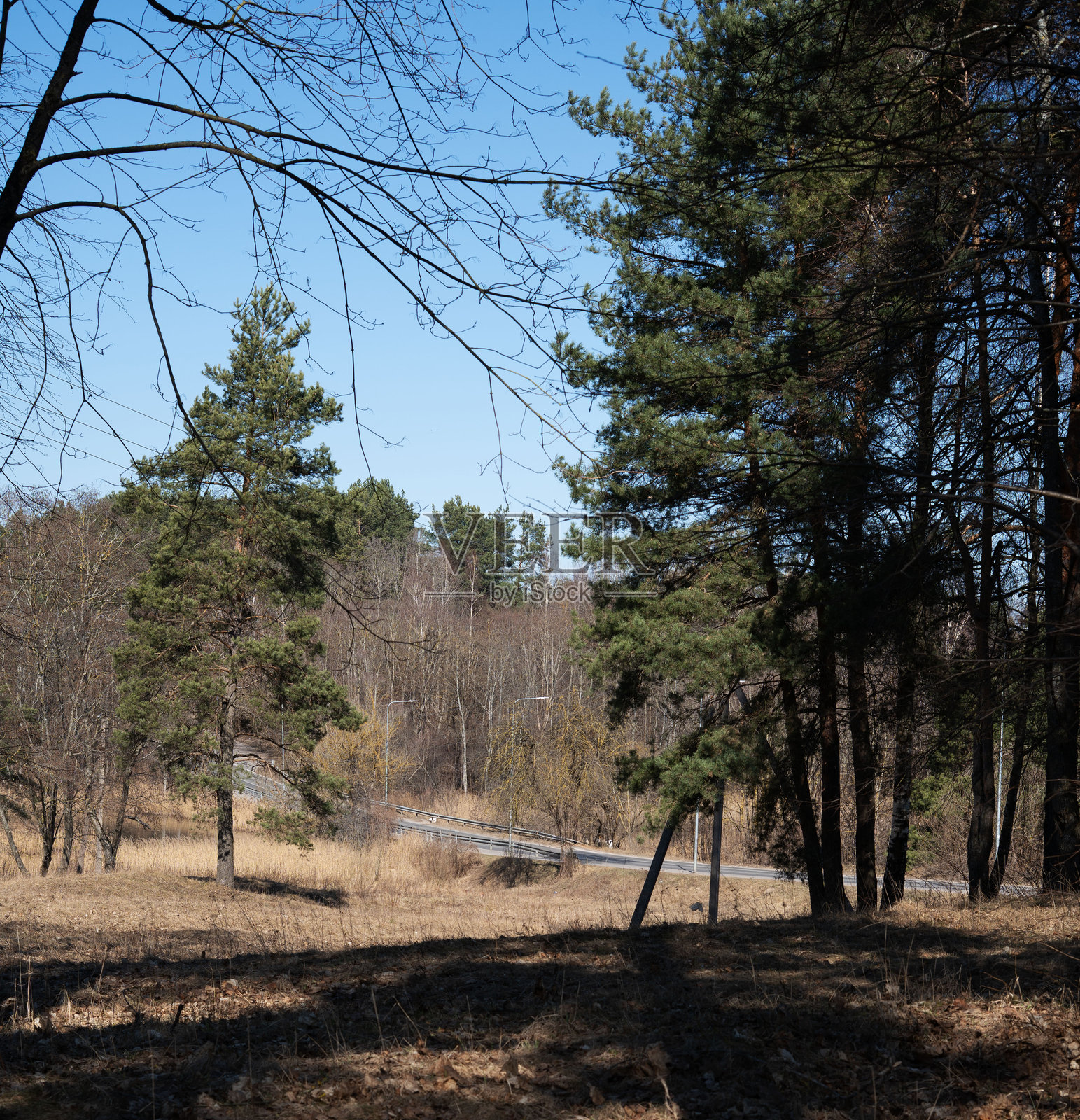 宁静的森林场景,高大的松树俯瞰着阳光明媚的草地和蜿蜒的小路,清澈的蓝天下,早春时节,微风拂面,环境幽静,孤立,土色,柔和,温暖,树叶。照片摄影图片