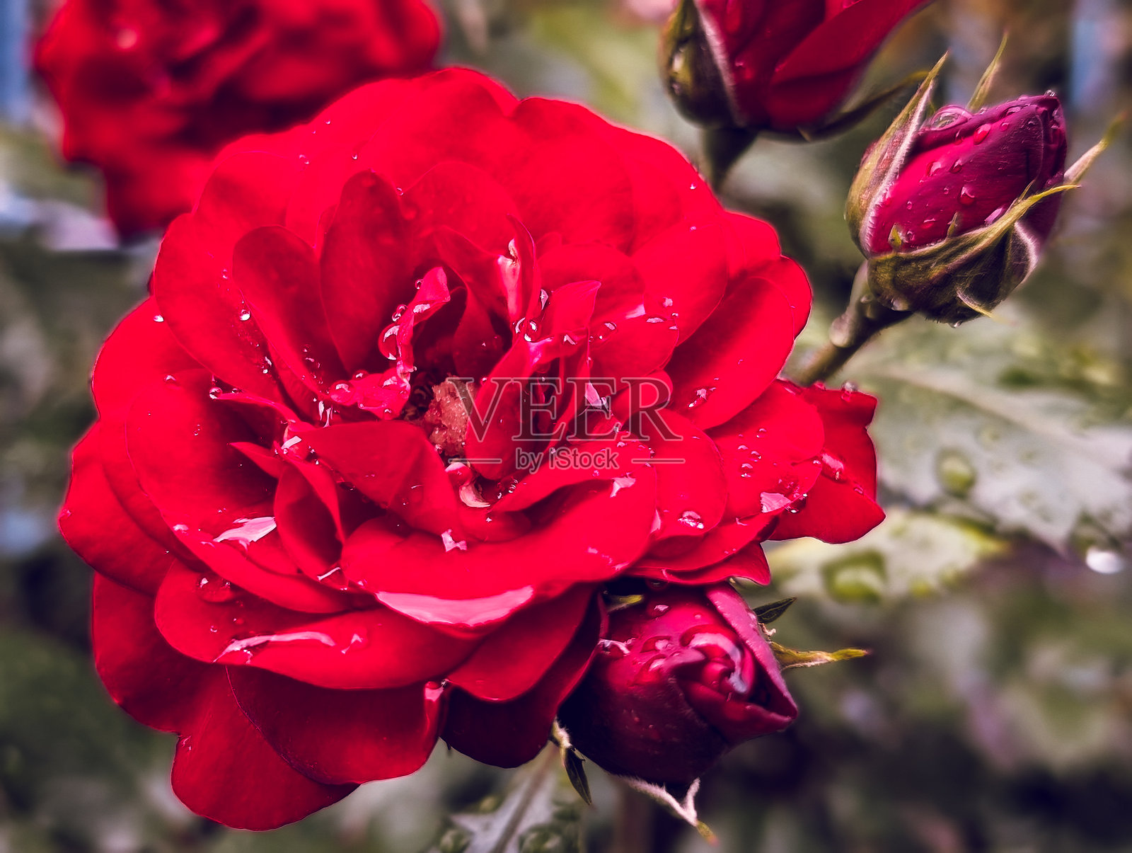 红玫瑰特写,花瓣上沾有雨滴,生长在花园中照片摄影图片