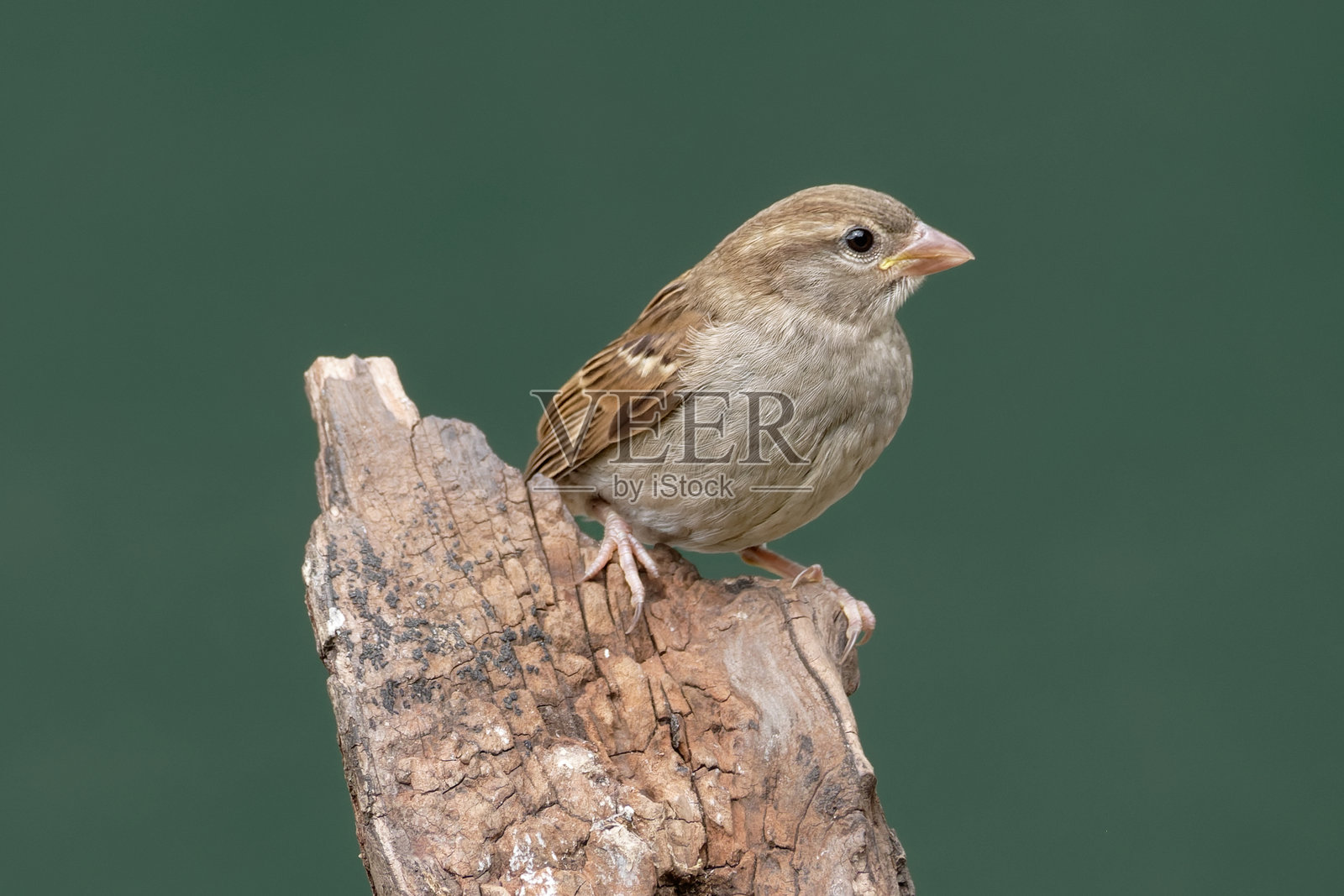 家麻雀(Passer domesticus)栖息在木头上照片摄影图片