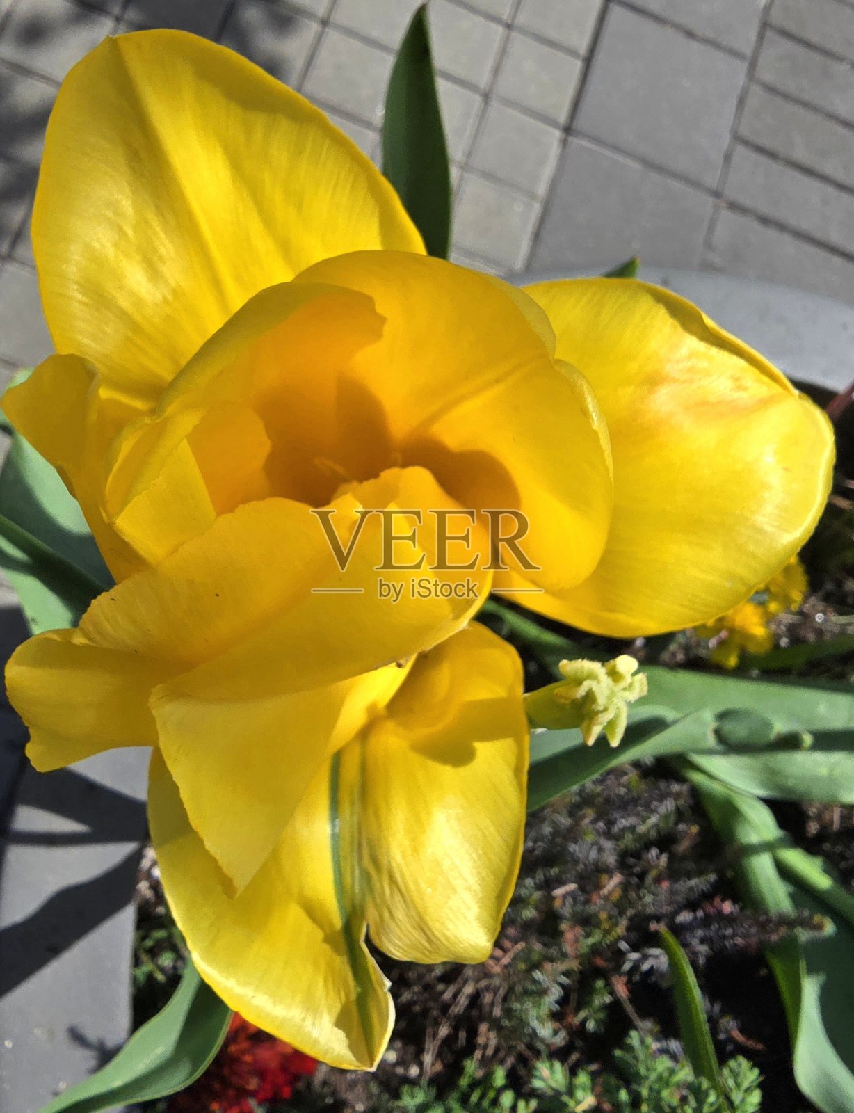 2025年春季温哥华社区和本拿比的布伦特伍德周围的郁金香、百合和鸢尾花照片摄影图片