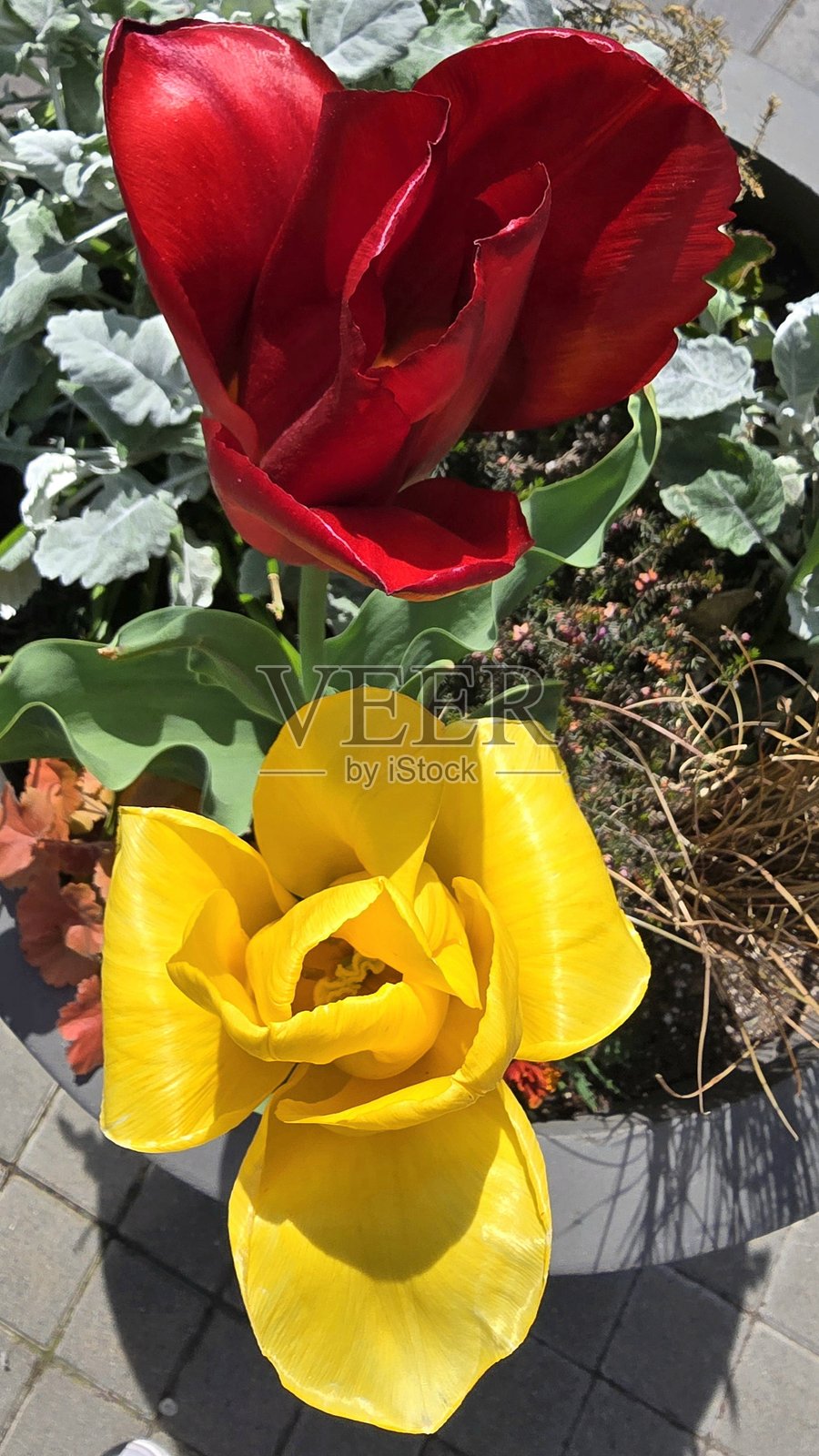 2025年春季温哥华社区和本拿比的布伦特伍德周围的郁金香、百合和鸢尾花照片摄影图片