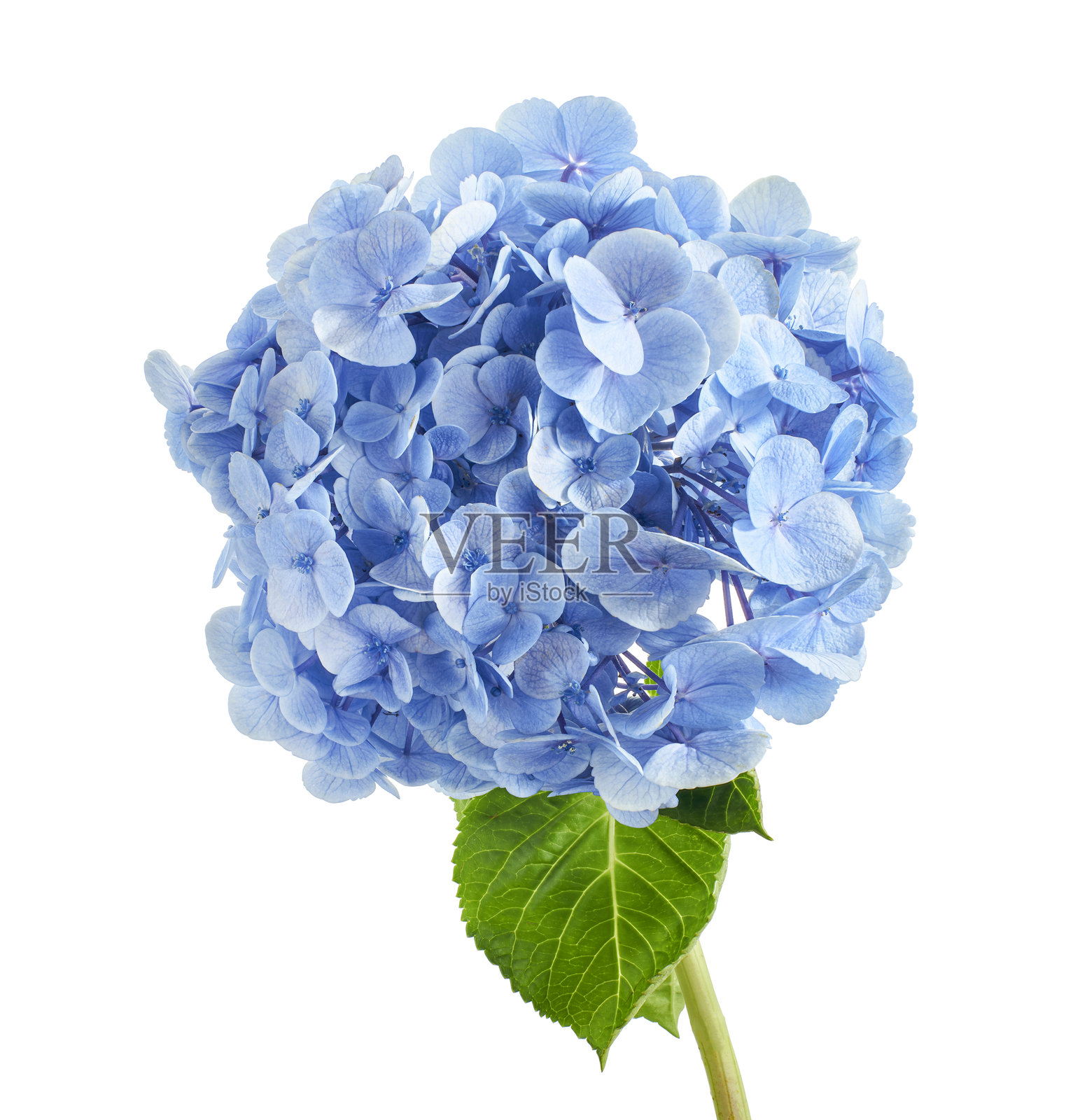 绣球花,绣球花(Hydrangea macrophylla),孤立在白色背景上,带有抠图路径照片摄影图片