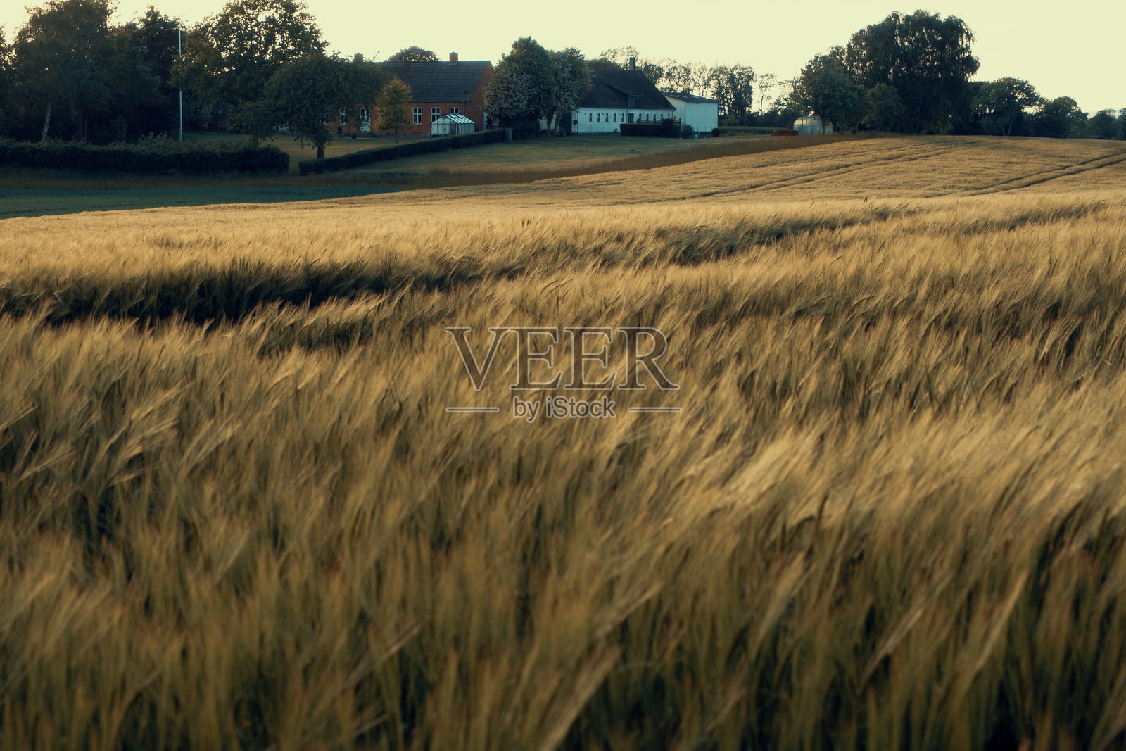 丹麦的收获季节照片摄影图片