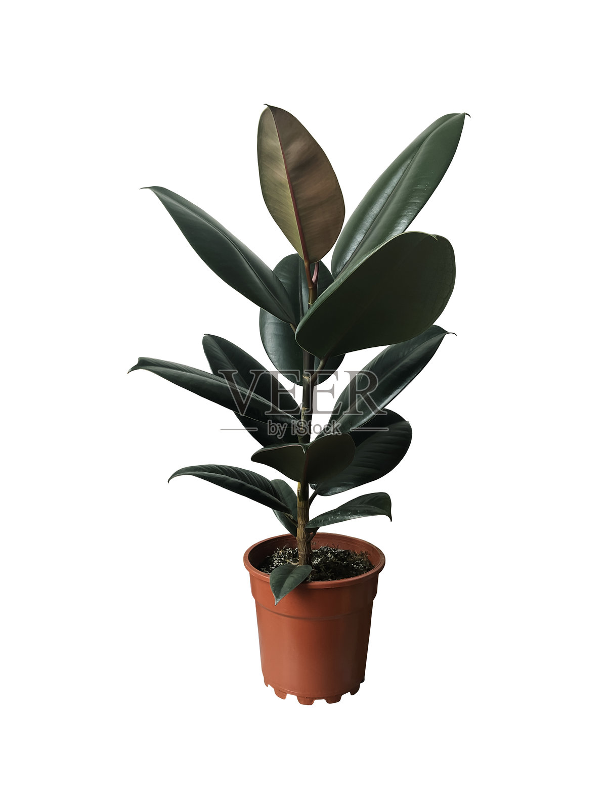 橡皮树室内植物,郁郁葱葱的绿色叶子,放在装饰花盆中,适合家居装饰、生活方式和植物主题设计,孤立物体,柔和的选择性焦点,剪切路径照片摄影图片