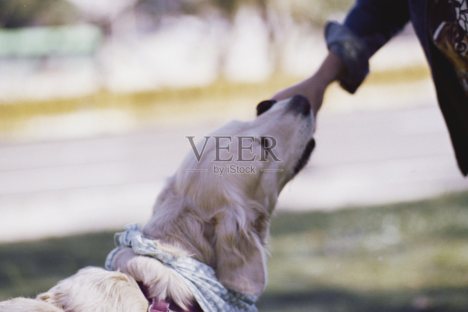 公园里的狗照片摄影图片