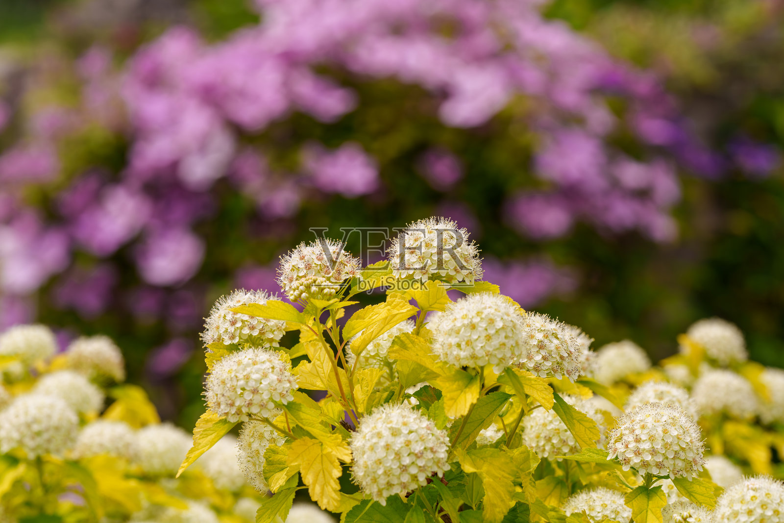 春季盛开的白色普通九棱刺(Physocarpus opulifolius)花的特写镜头照片摄影图片