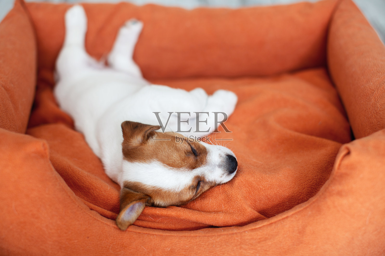 可爱的小狗在橙色狗床上睡觉照片摄影图片