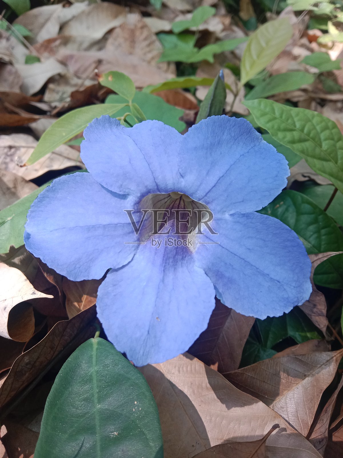 月桂藤,花园中央照片摄影图片