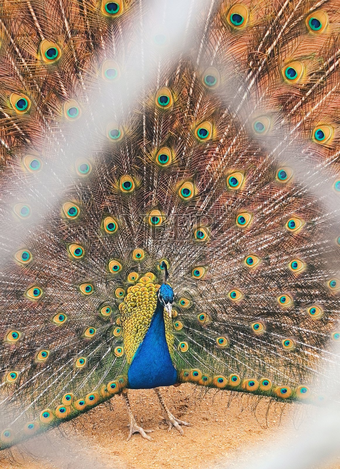 孔雀,鸟,农场,网站,博客,视频,视觉,美丽,美学,自然,尾巴,孔雀尾,羽毛,鲜艳的鸟照片摄影图片