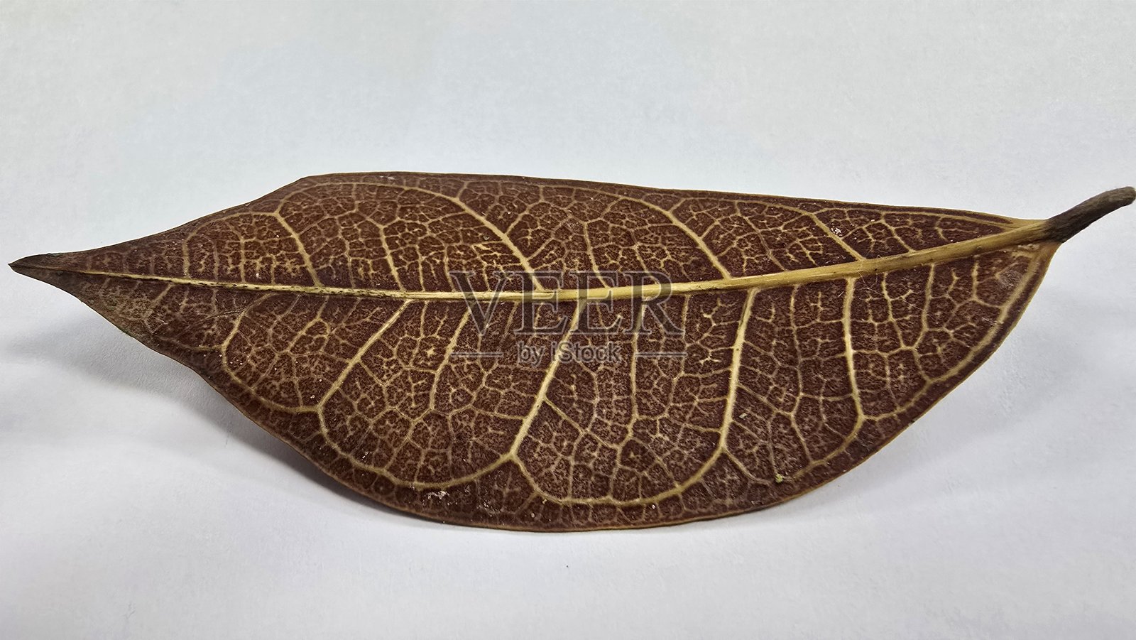 干枯叶子的特写,展示复杂的脉络图案,背景为白色。照片摄影图片