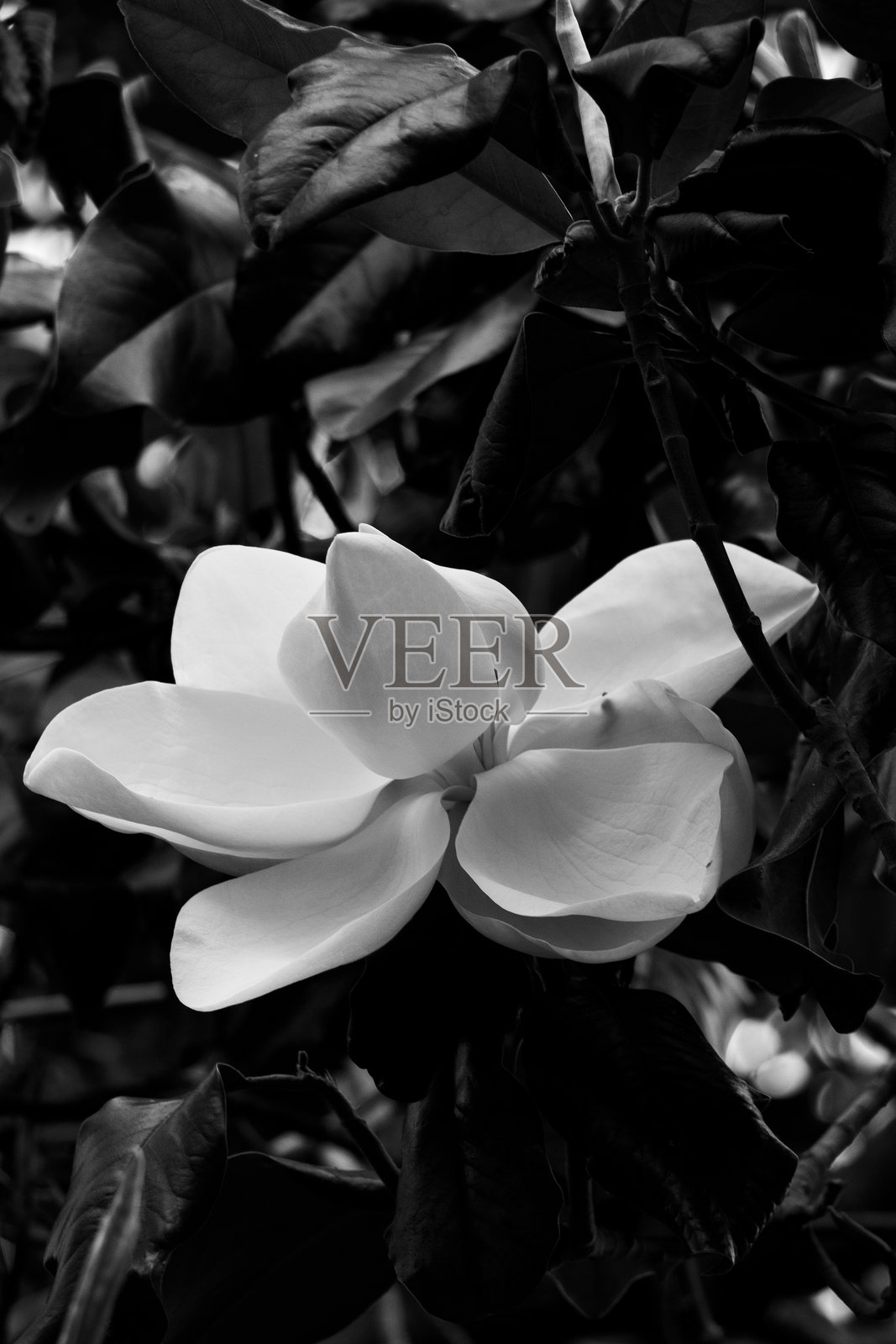 静止不动照片摄影图片