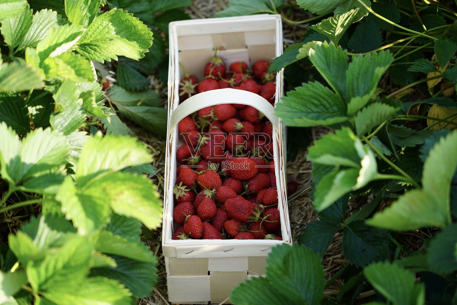 在灌木丛中采摘草莓。在田野上采摘草莓。收获后装在箱子里的草莓。草莓种植园。照片摄影图片