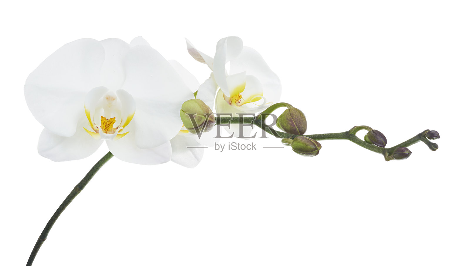 白色蝴蝶兰,孤立在白色背景上,带有抠图路径照片摄影图片