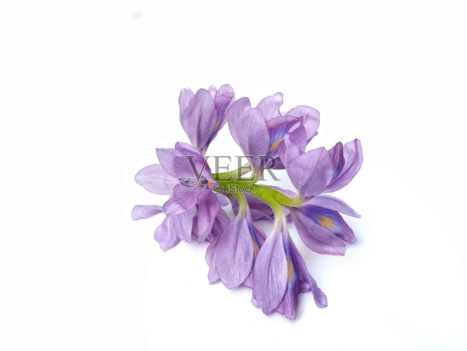 水葫芦花(Pontederia crassipes)孤立在白色背景上照片摄影图片