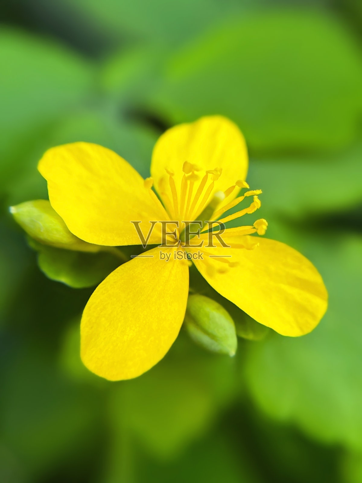 一朵盛开的鲜艳黄色的金盏花,展示着它的花瓣和雄蕊照片摄影图片