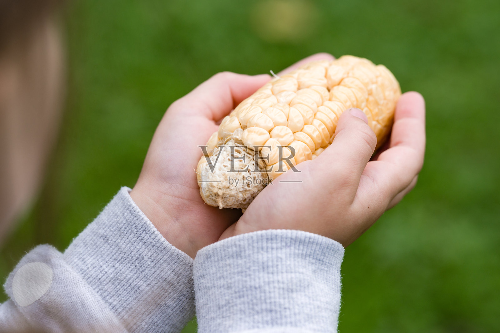 孩子的手握着一根部分剥皮的玉米棒。照片摄影图片