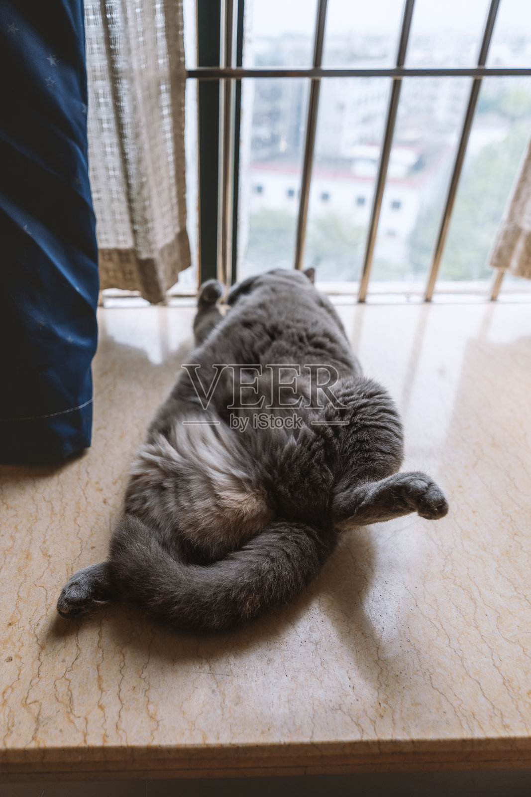 英国短毛猫蓝色宠物喜欢以搞笑的姿势打盹。照片摄影图片