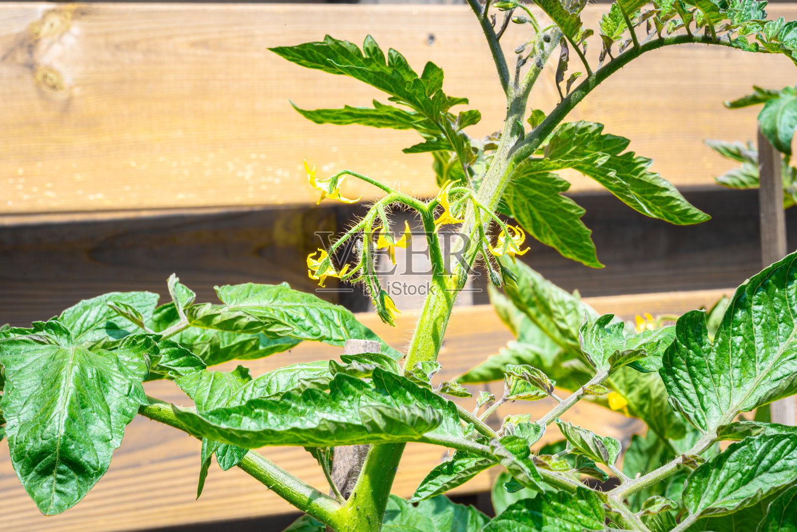 番茄植物上的黄色花朵照片摄影图片