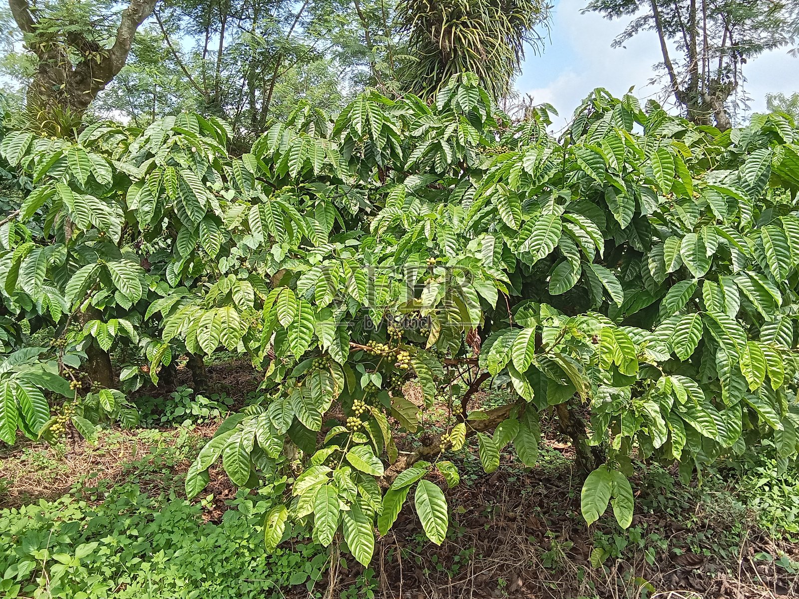 咖啡果树照片摄影图片