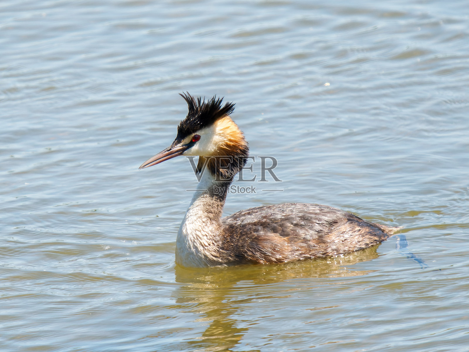 大冠鸊鷉(Podiceps cristatus)在平静的水面上游泳 - 法国大拉维耶尔保护区照片摄影图片