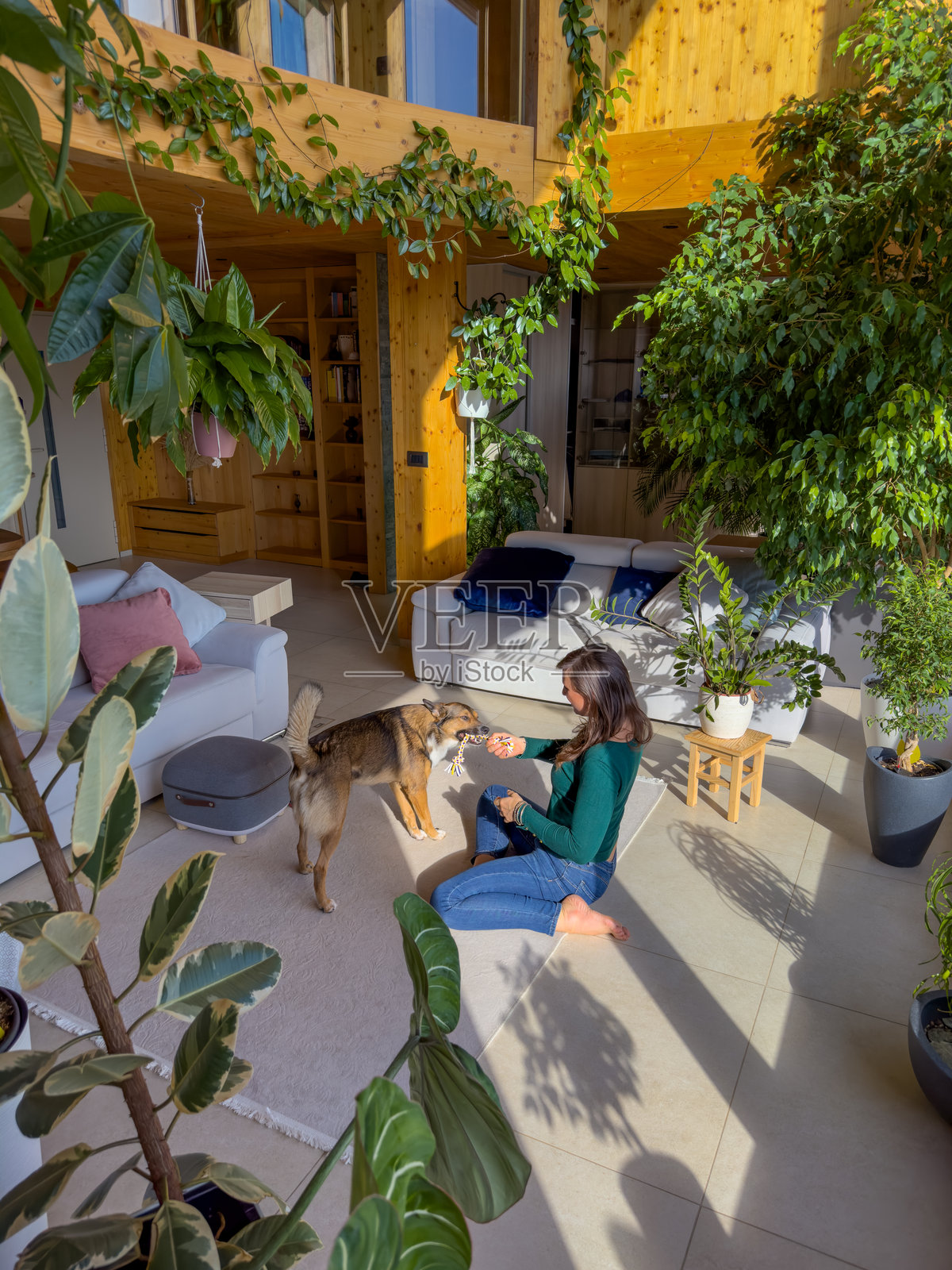 微笑的女士坐在地板上与她的混种狗玩绳索玩具照片摄影图片