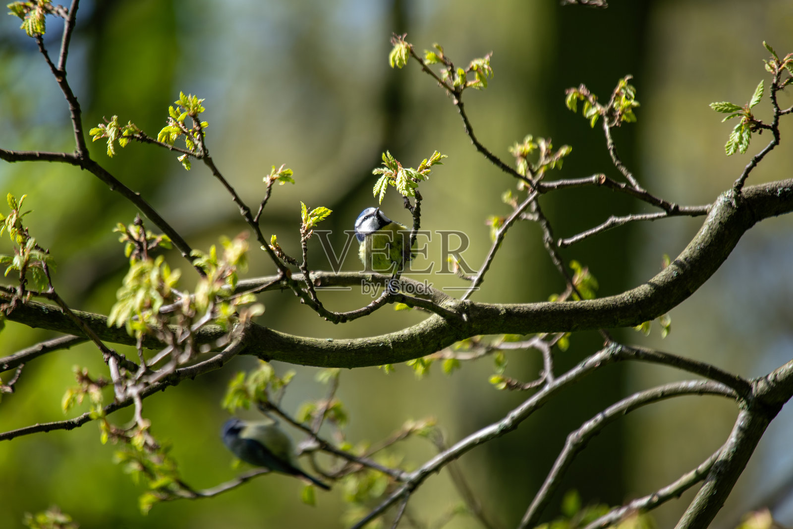 蓝山雀(Cyanistes caeruleus),广泛分布于欧洲,在都柏林的凤凰公园被发现。照片摄影图片