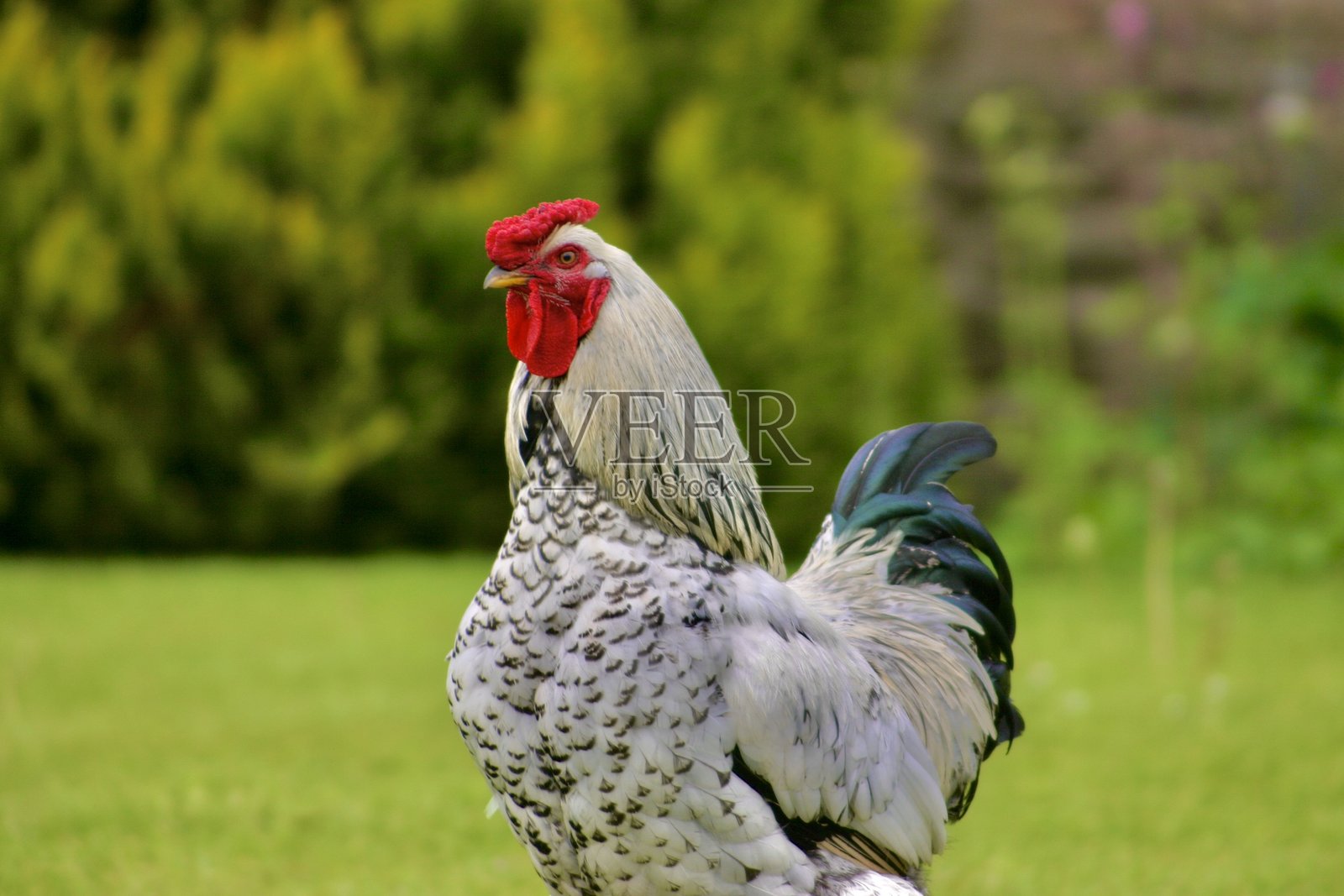 怀恩多特母鸡在花园里闲逛照片摄影图片