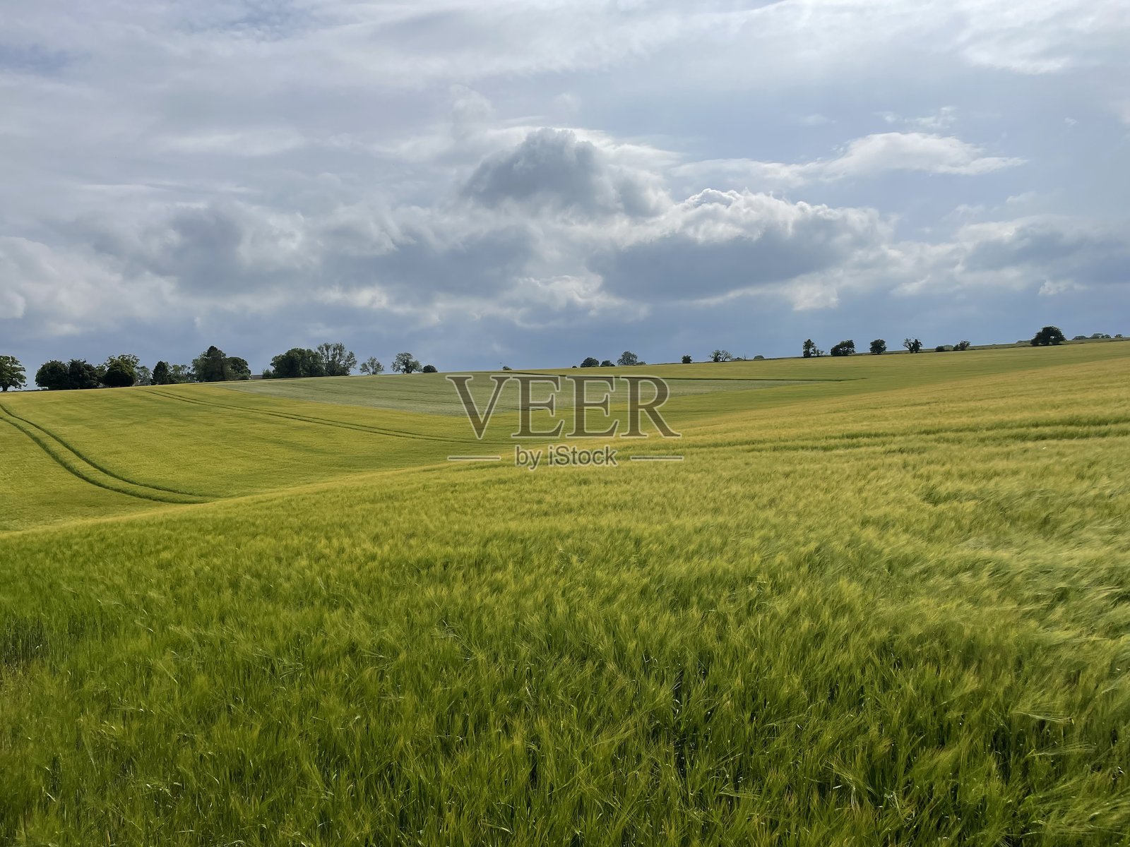 绿色小麦田照片摄影图片