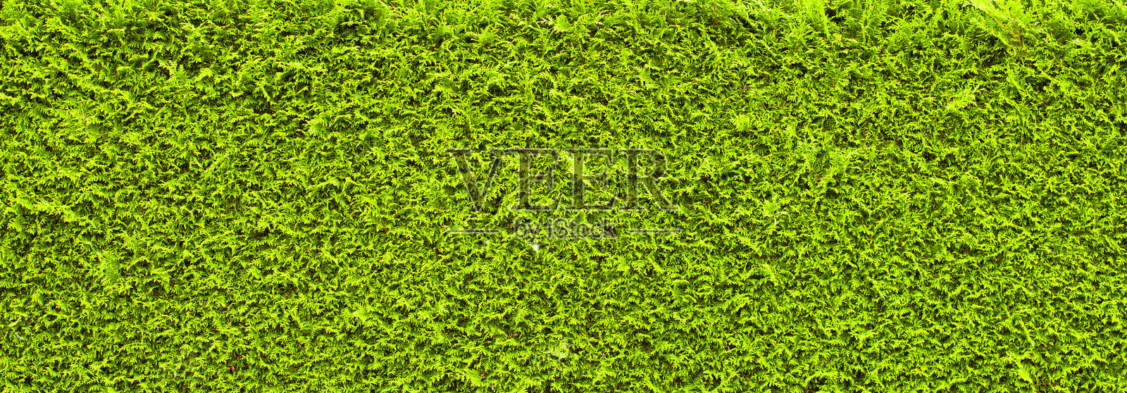 绿色植物墙的纹理照片摄影图片