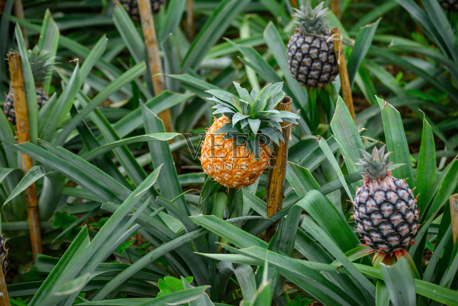 在亚速尔群岛圣米格尔岛的菠萝种植园温室中成熟的菠萝照片摄影图片